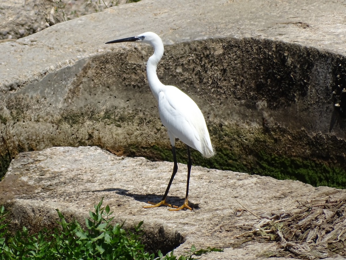 Little Egret - ML353398011