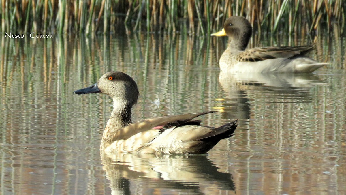 Canard huppé - ML35340021