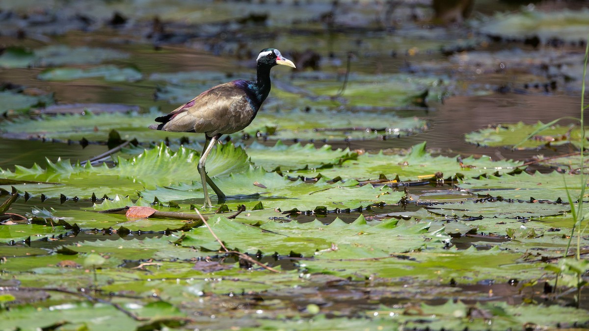 Bronze-winged Jacana - ML353400371