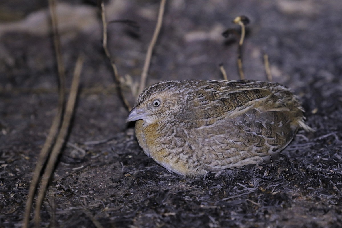 Red-chested Buttonquail - Dan Ashdown