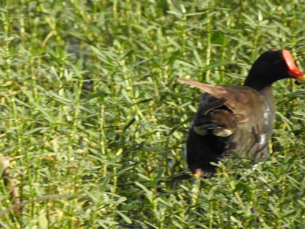 Eurasian Moorhen - Arulvelan Thillainayagam