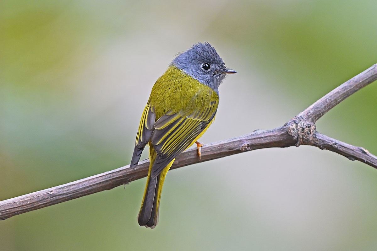 Gray-headed Canary-Flycatcher - ML353403661