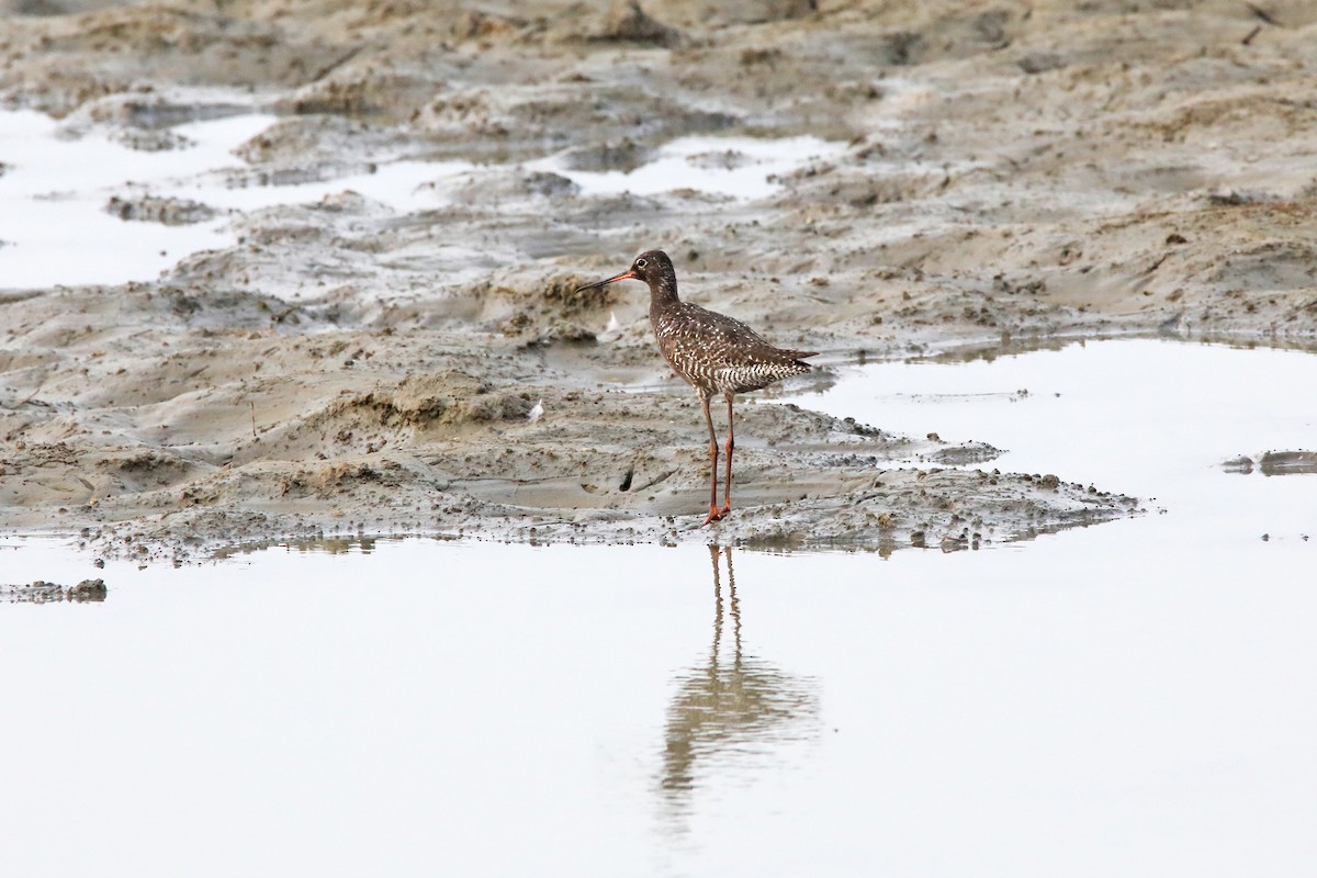Spotted Redshank - ML353404041