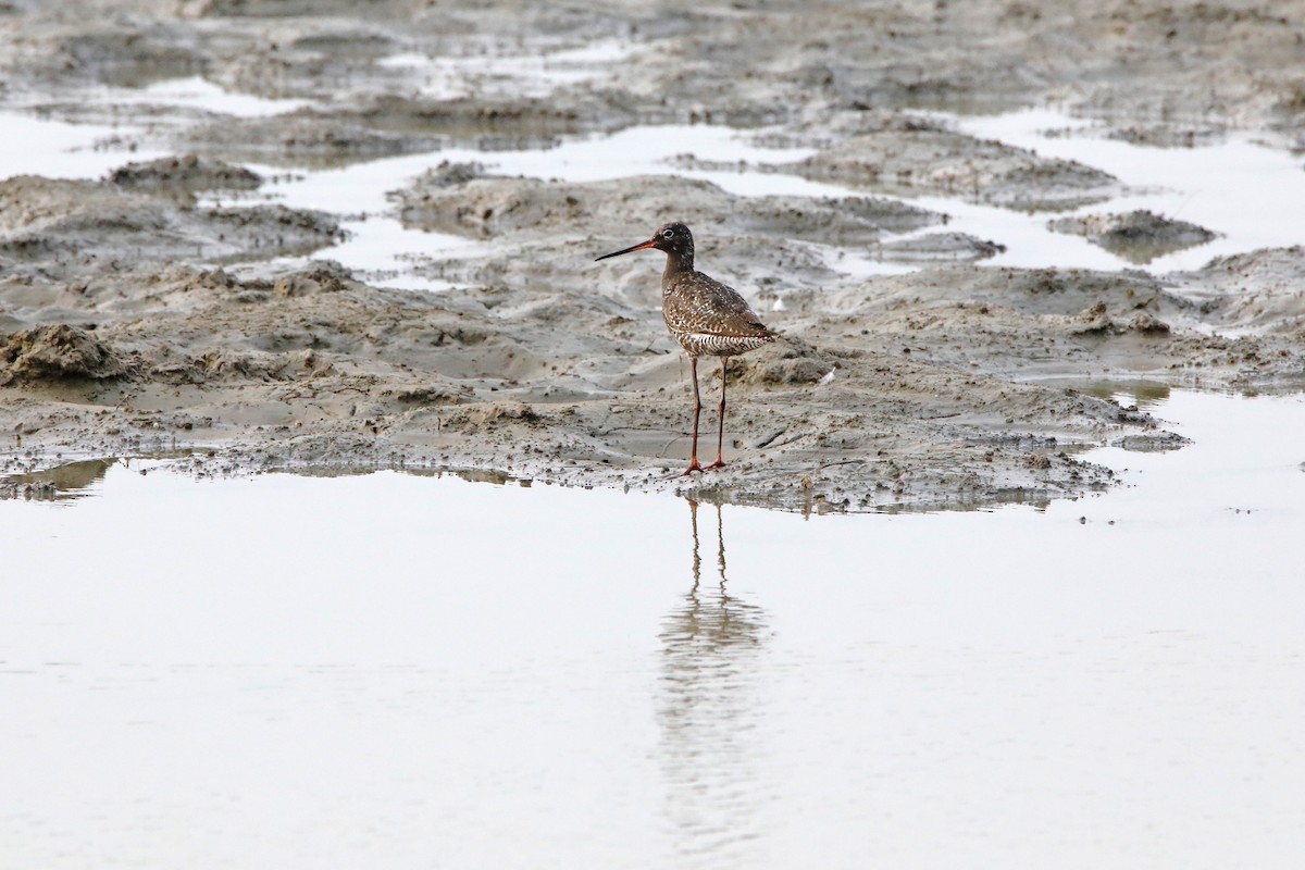 Spotted Redshank - ML353404051