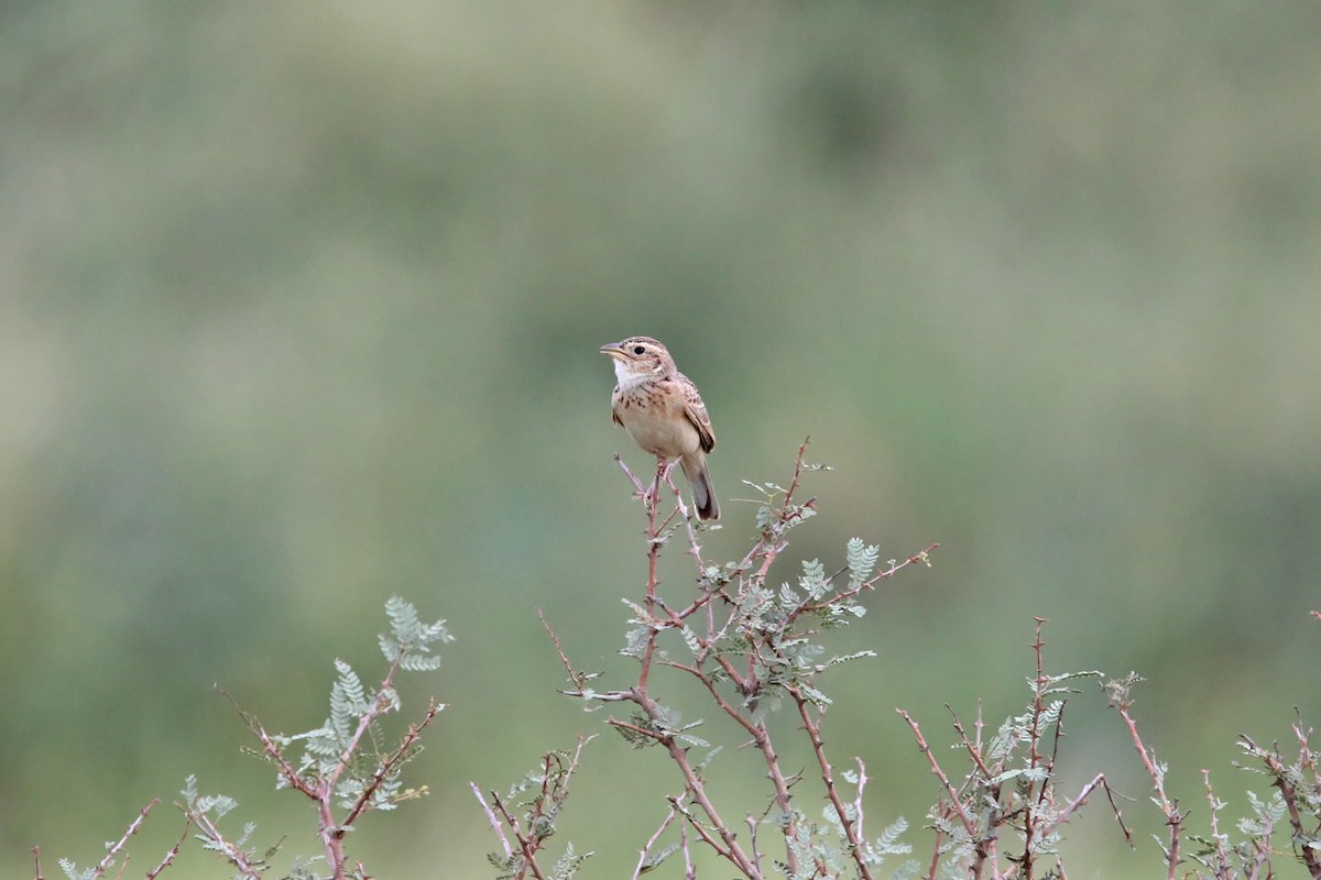 Indian Bushlark - ML353404611