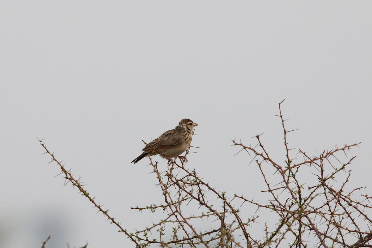 Indian Bushlark - ML353404621