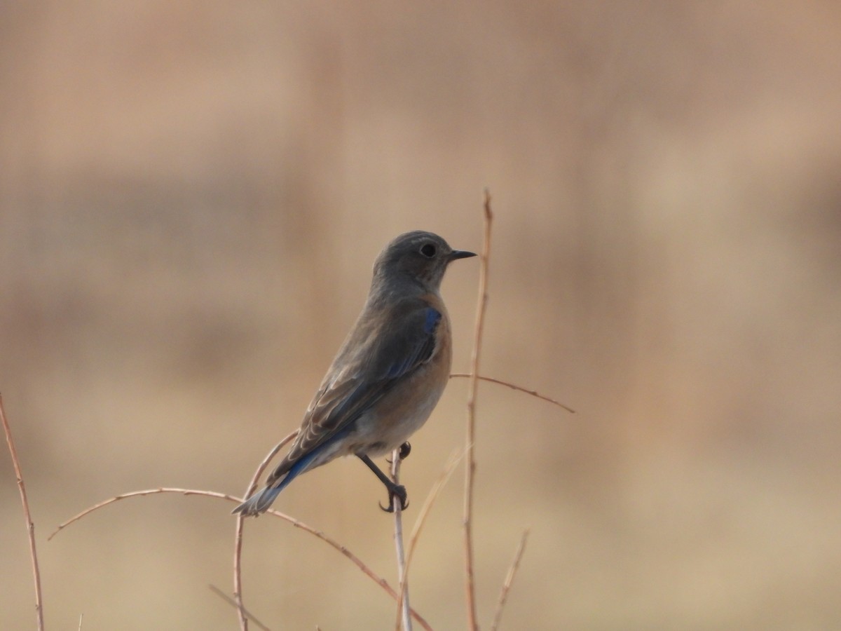 Western Bluebird - ML353404761