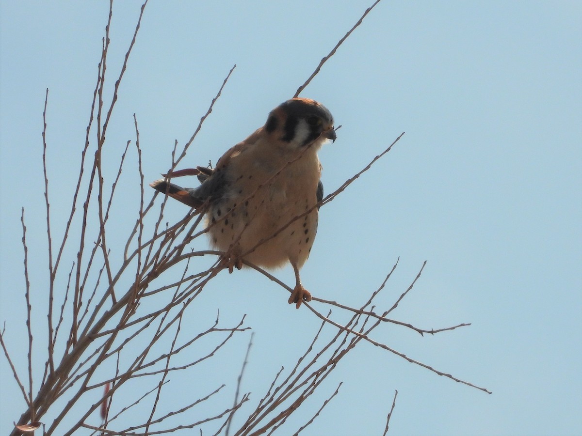 American Kestrel - ML353404771