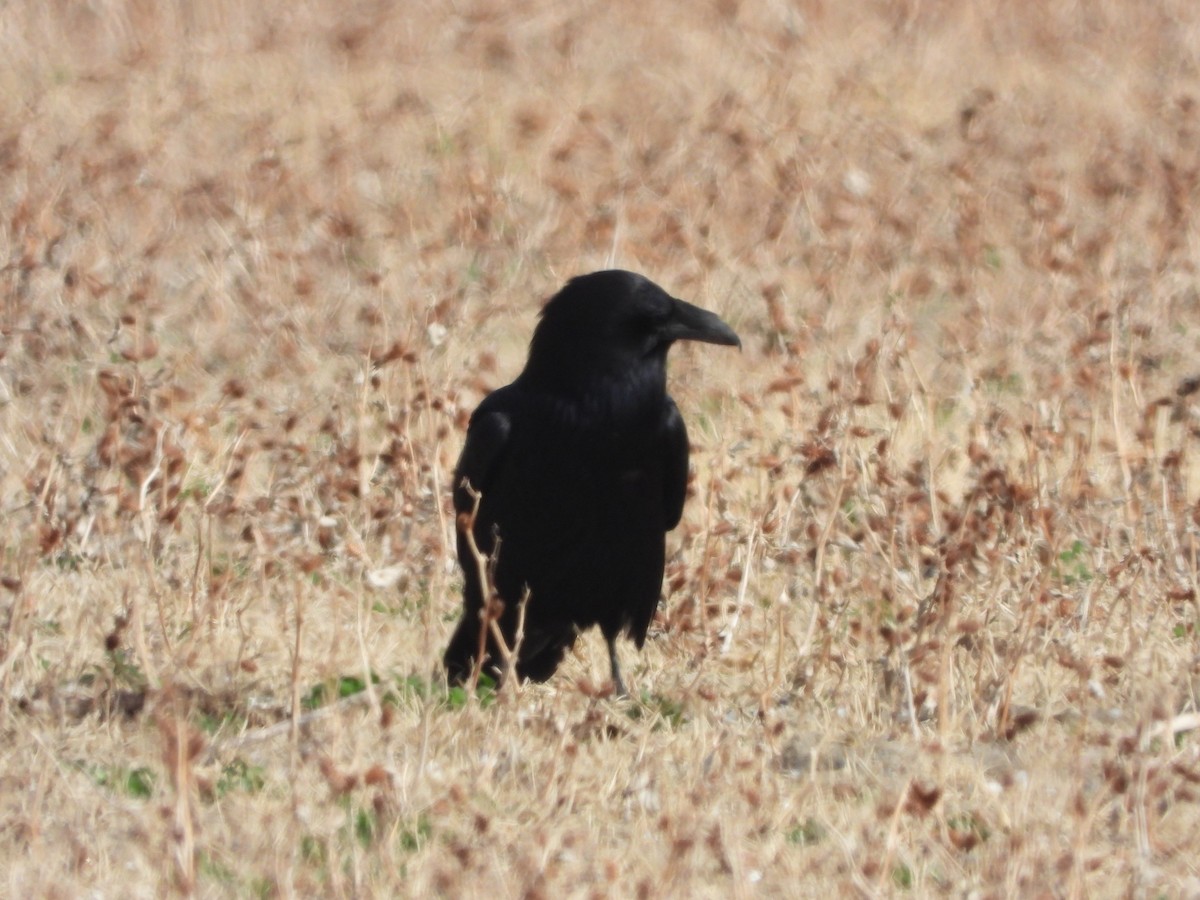 Common Raven - ML353404821