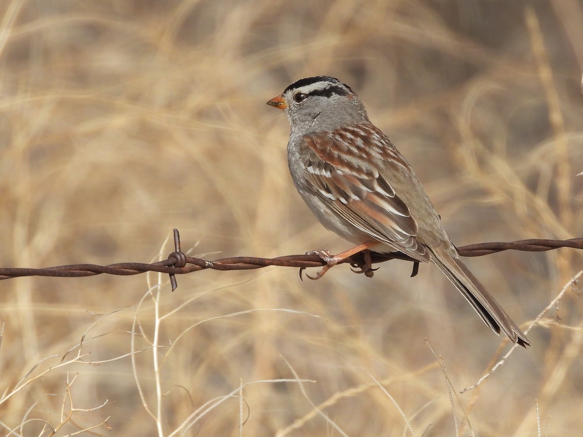 White-crowned Sparrow - ML353404861