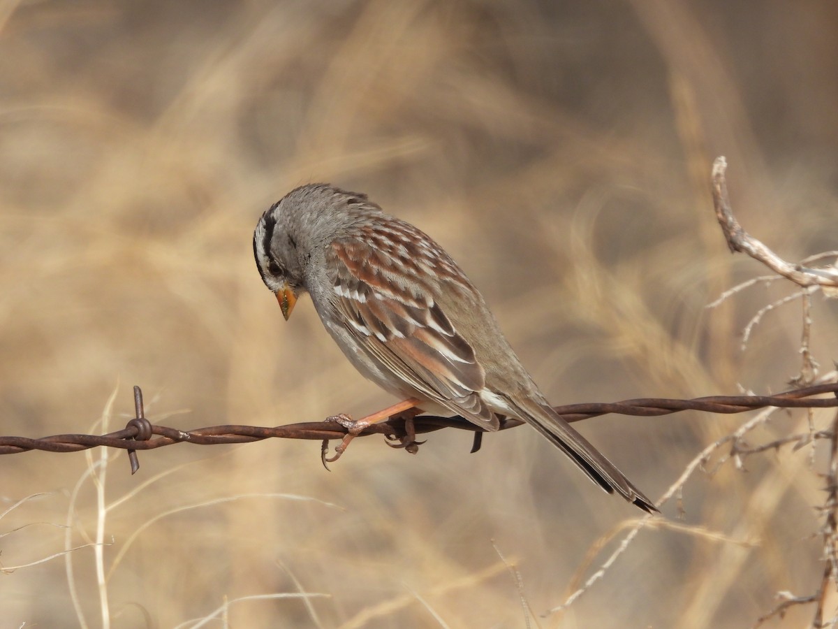 White-crowned Sparrow - ML353404881