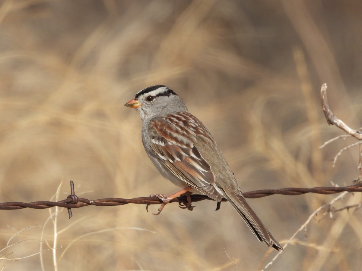 White-crowned Sparrow - ML353404891