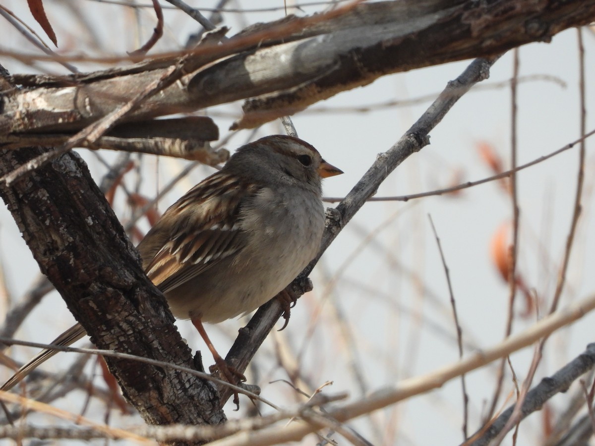 White-crowned Sparrow - ML353404971