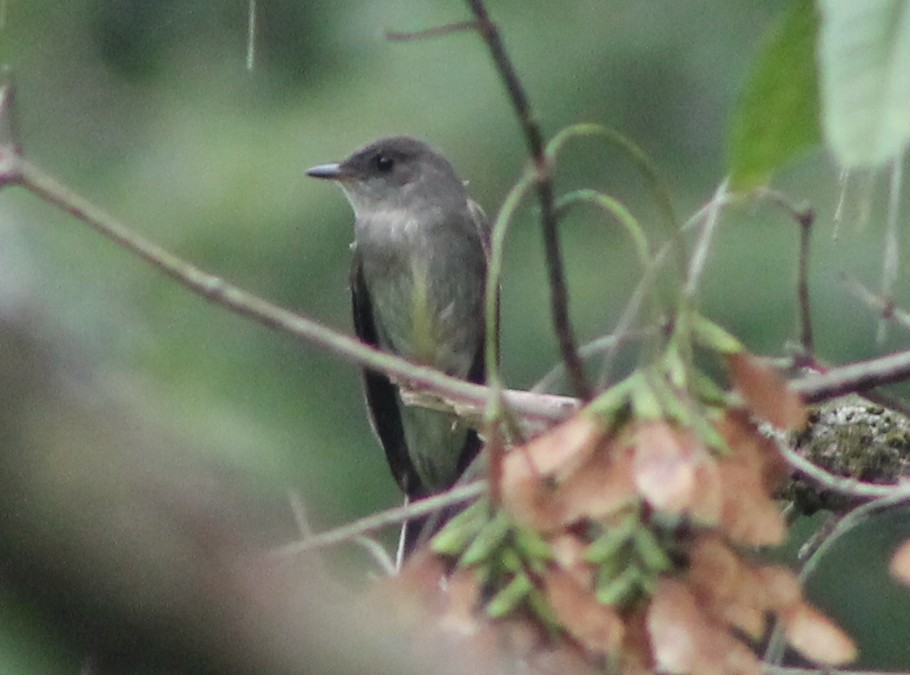 Eastern Wood-Pewee - ML35340511