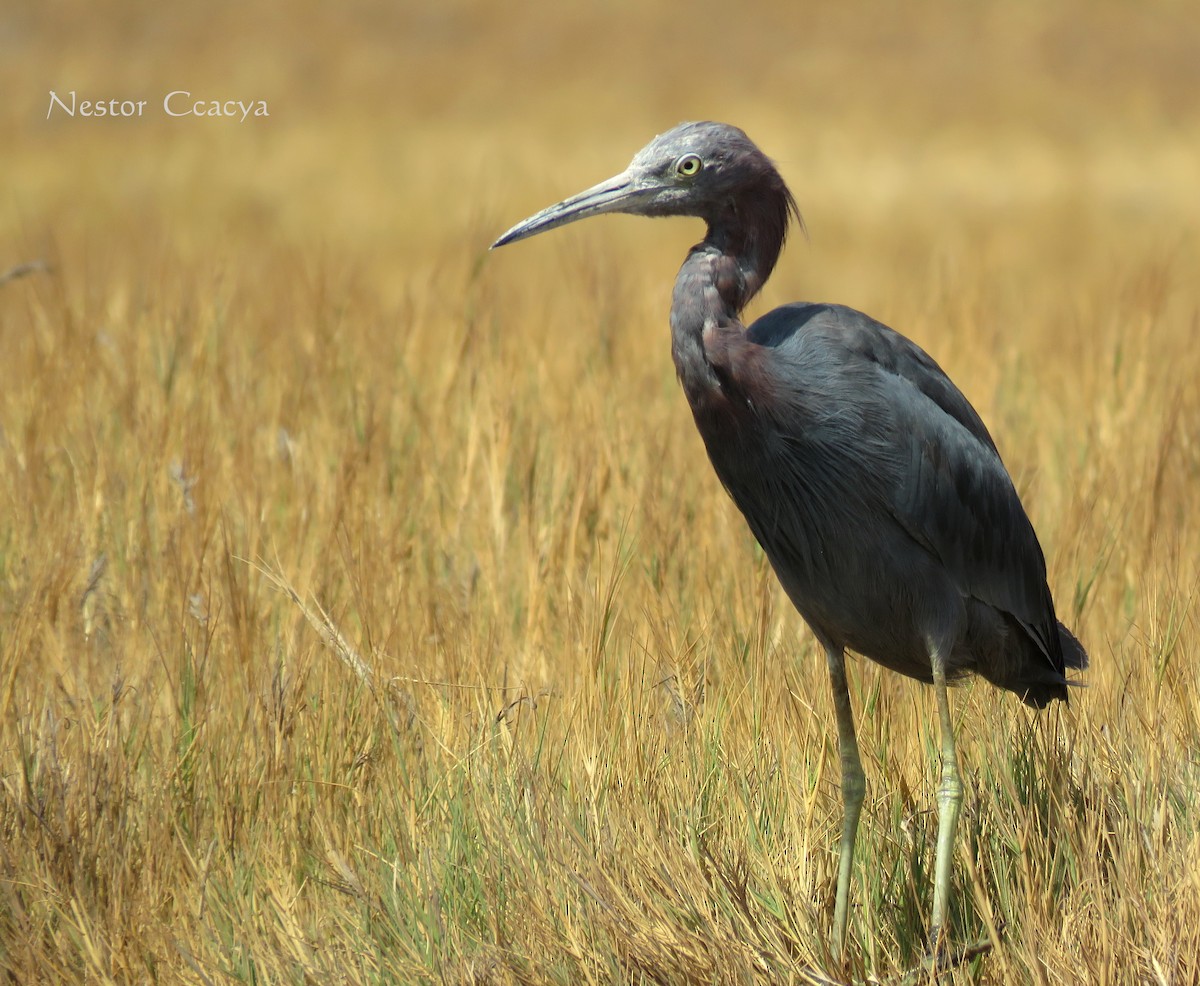 Little Blue Heron - ML35340571