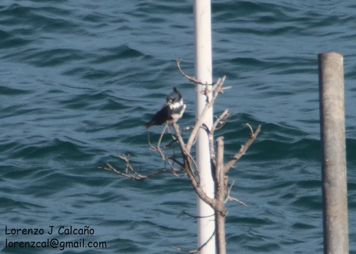 Belted Kingfisher - ML353405761