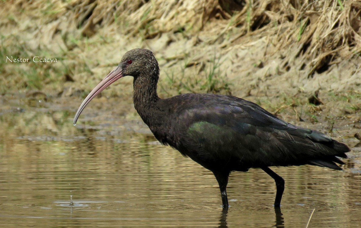 ibis andský - ML35340621