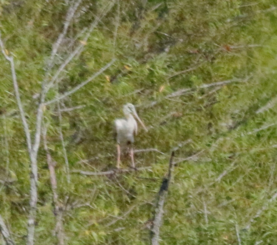 Roseate Spoonbill - ML353406331