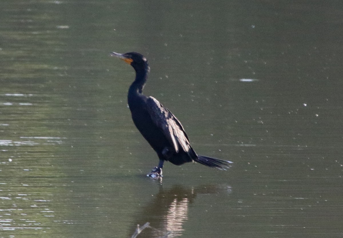 Double-crested Cormorant - ML353406401