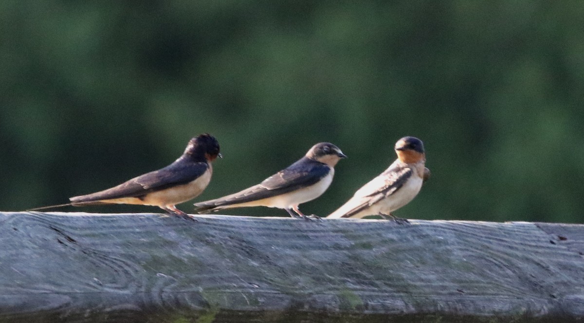 Barn Swallow - ML353406511