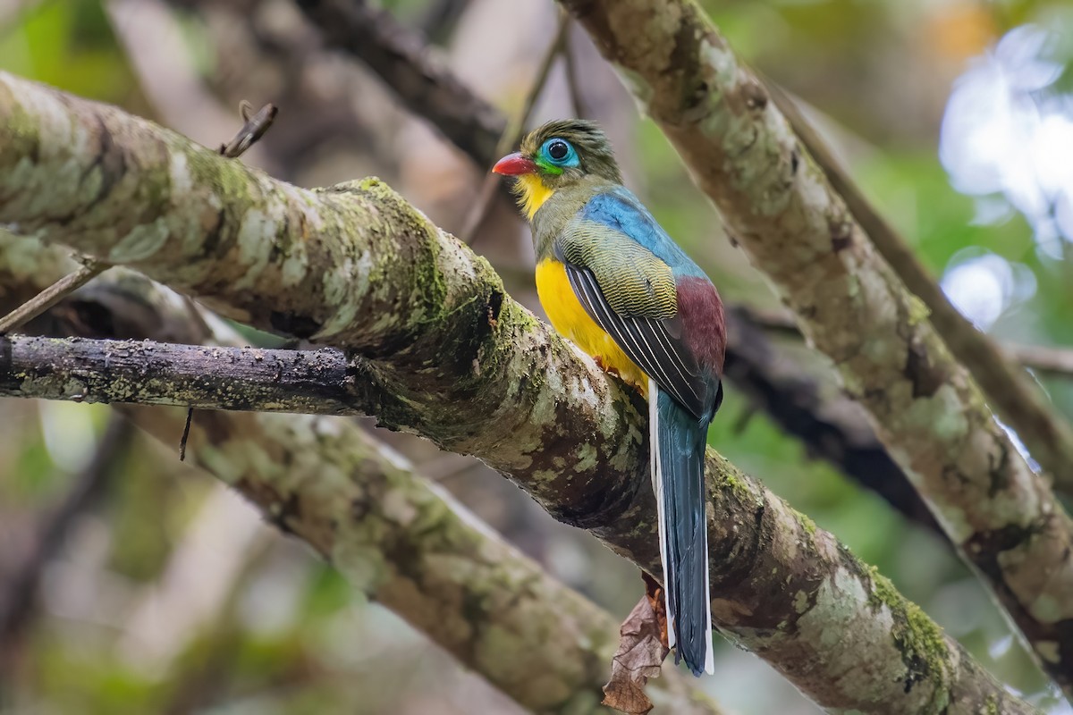 trogon sumaterský - ML353406601