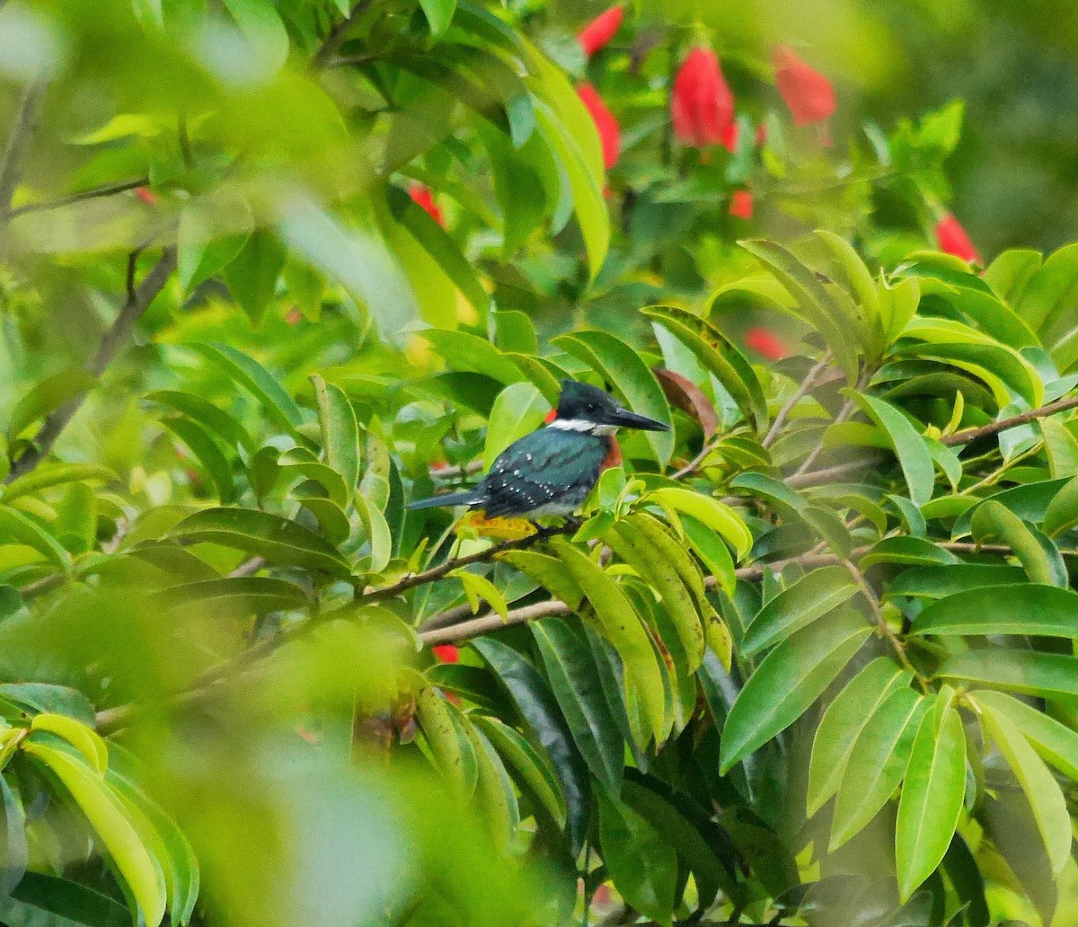 Green Kingfisher - David Diller