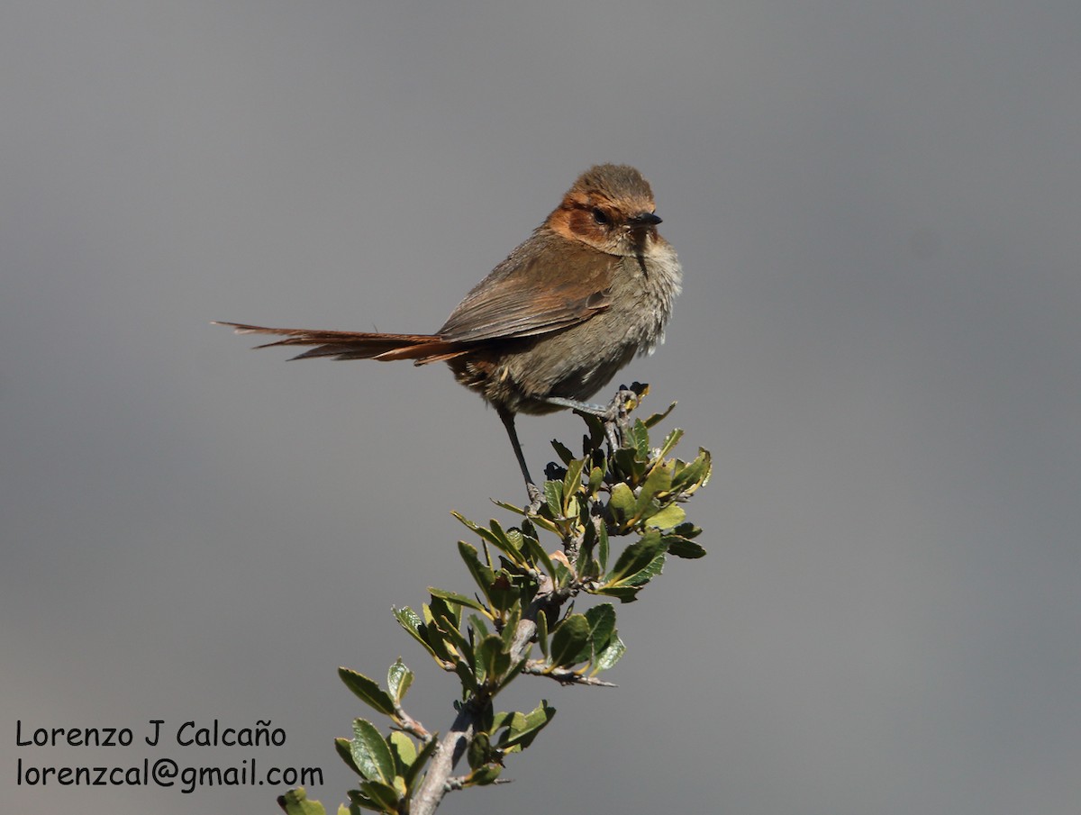 Ochre-browed Thistletail - ML353407301