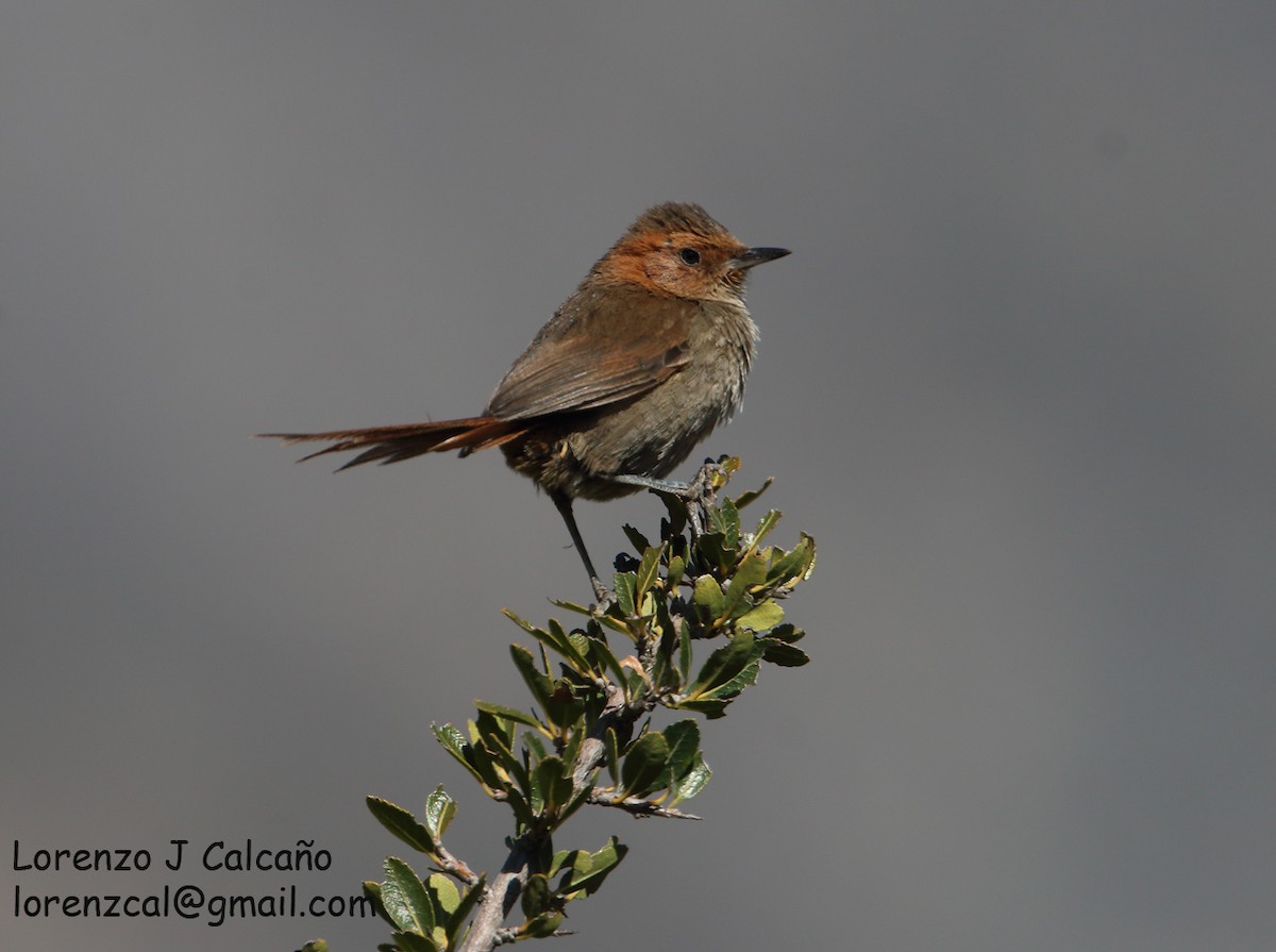 Ochre-browed Thistletail - ML353407321