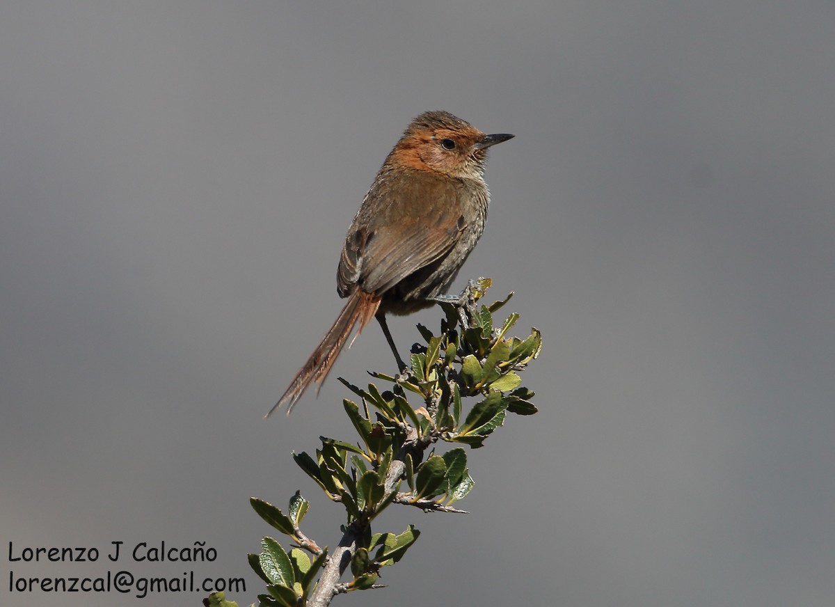 Ochre-browed Thistletail - Lorenzo Calcaño