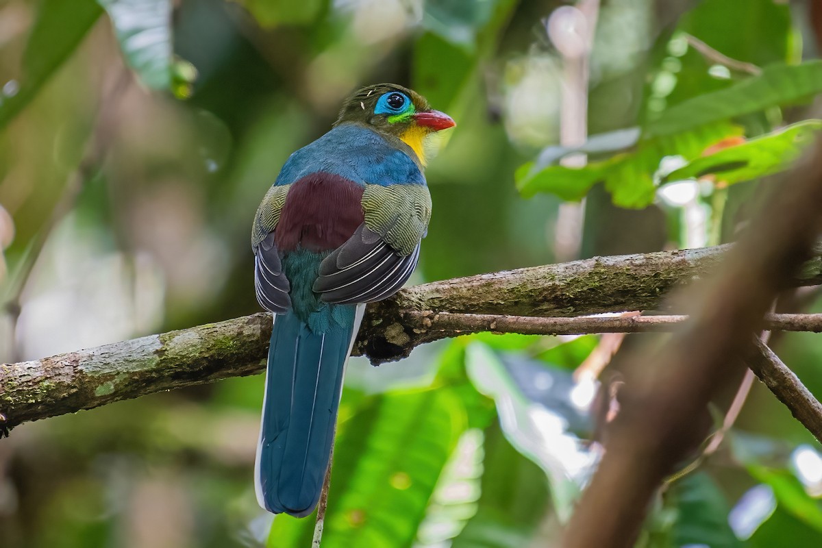 Sumatran Trogon - ML353407981