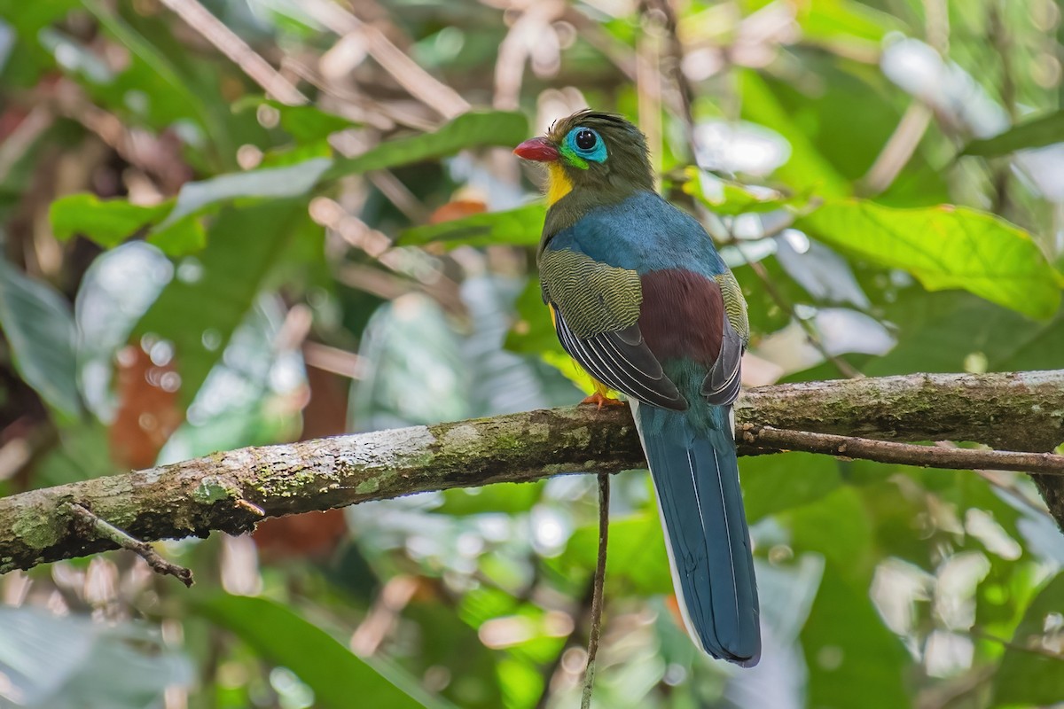 Sumatran Trogon - Ngoc Sam Thuong Dang