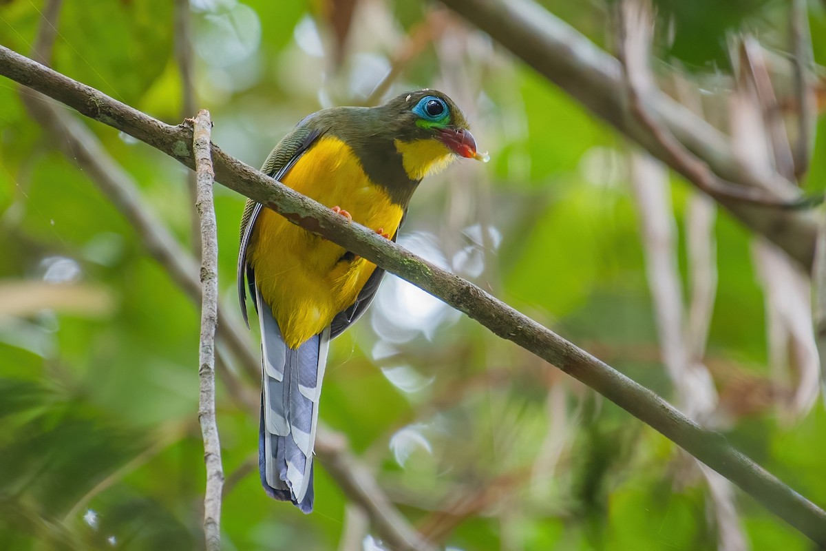 trogon sumaterský - ML353408011