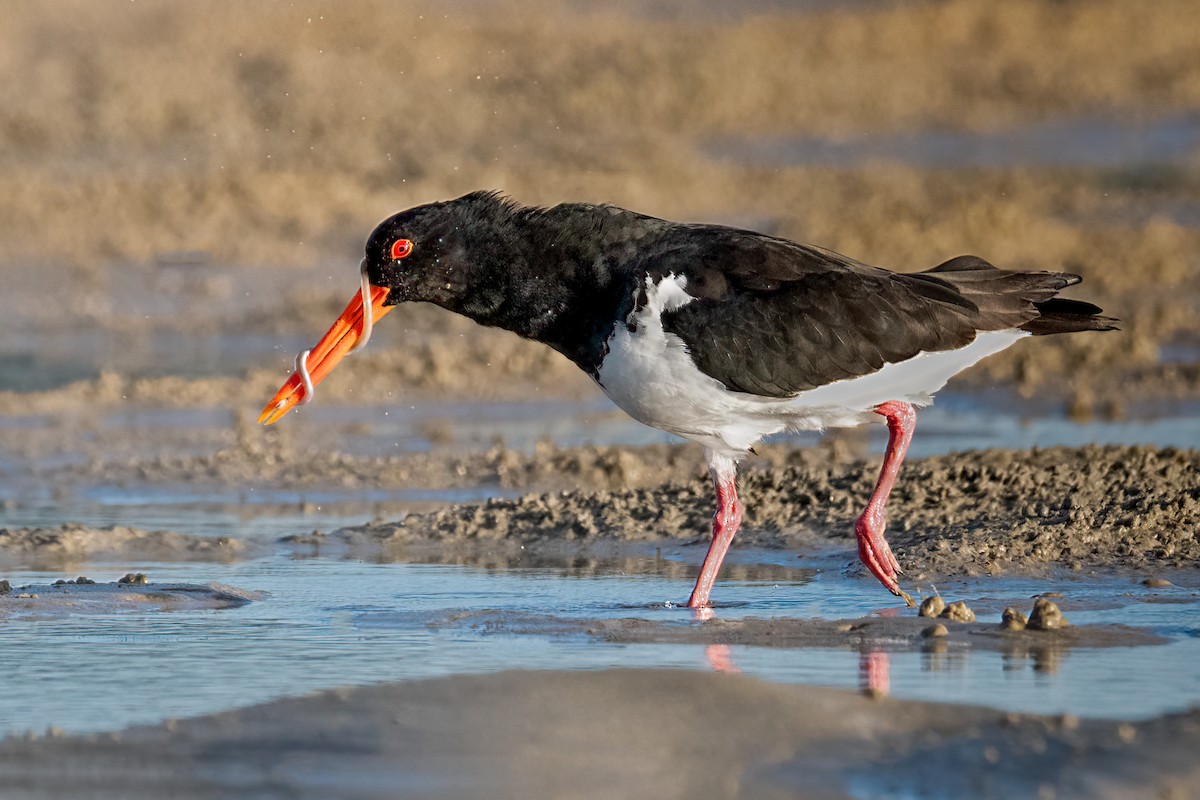 Pied Oystercatcher - ML353408111