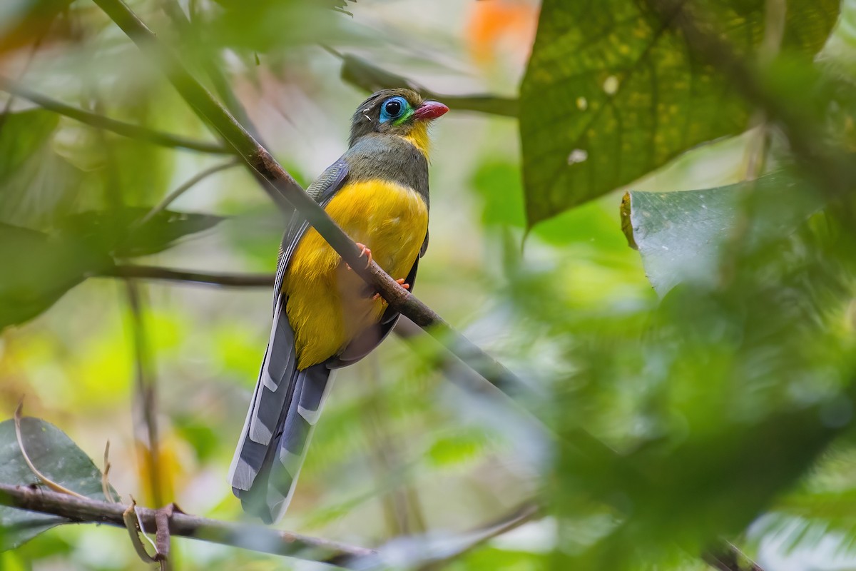 Sumatran Trogon - ML353408191