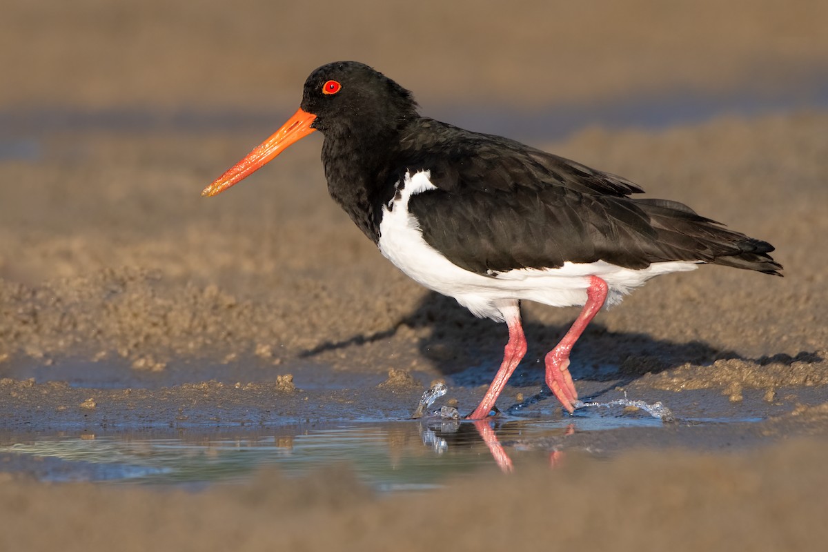 Pied Oystercatcher - Hayley Alexander