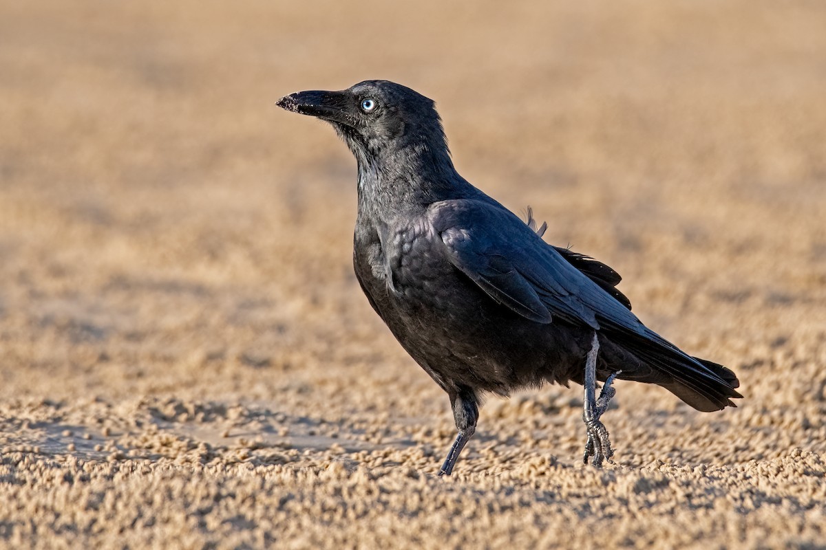 Torresian Crow - ML353408231