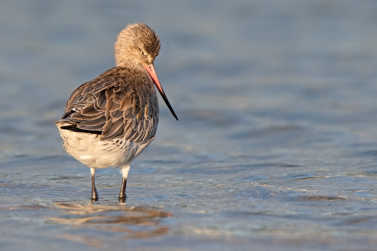 Bar-tailed Godwit - ML353408261