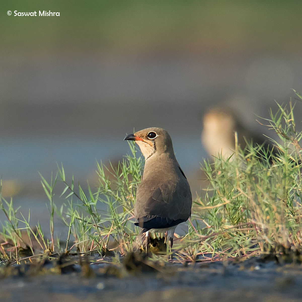 Collared Pratincole - ML353408611