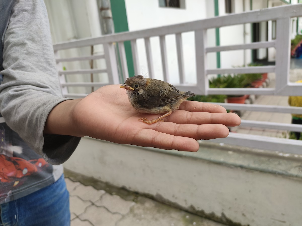 Whiskered Yuhina - ML353408651