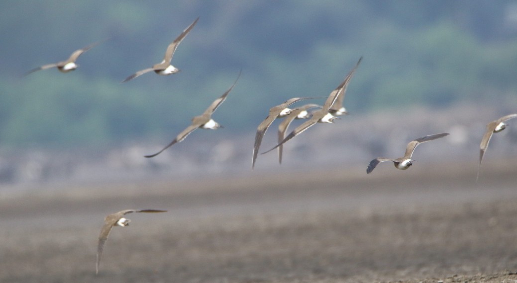 Collared Pratincole - ML353408721