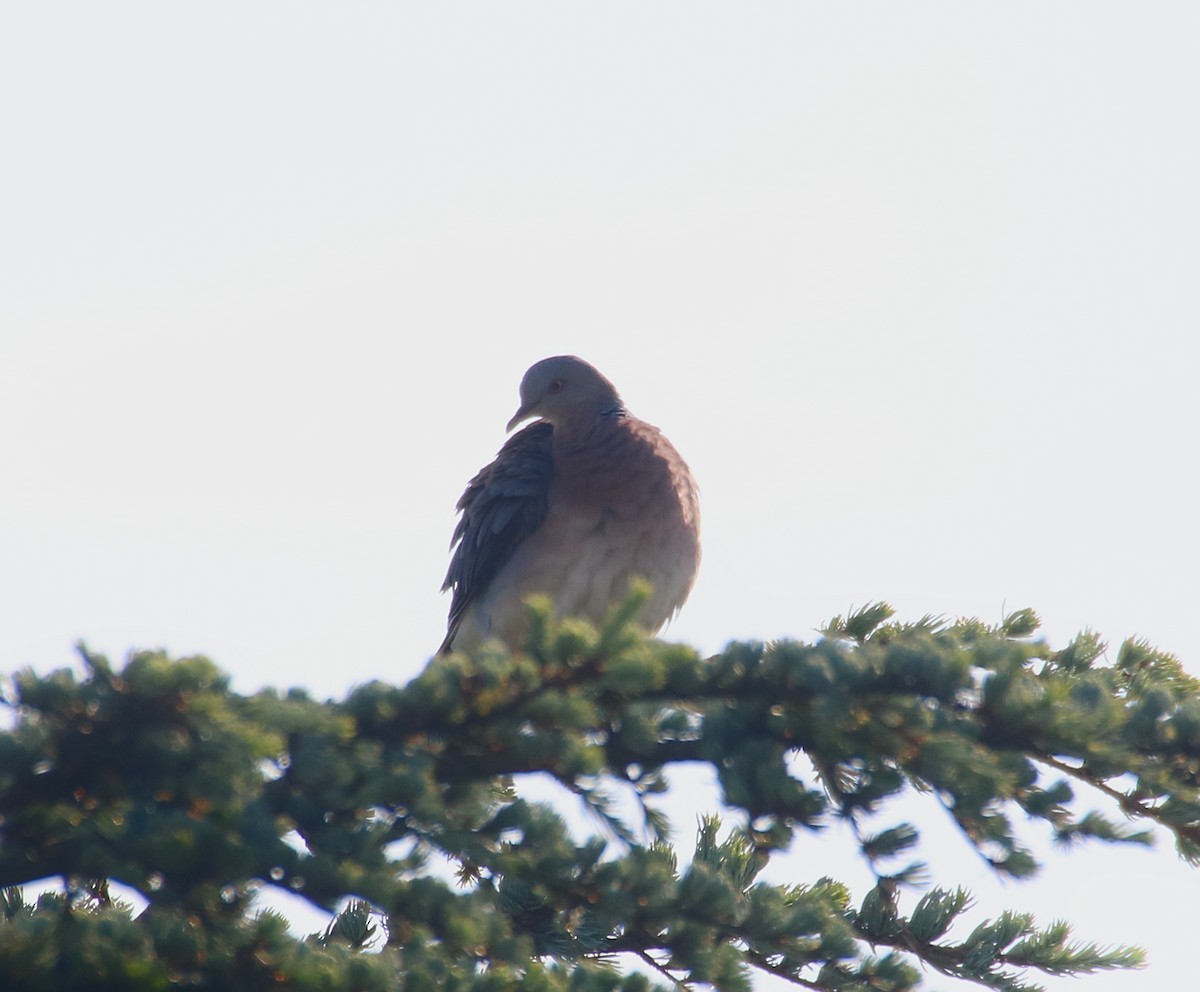 金背鳩 - ML353408781