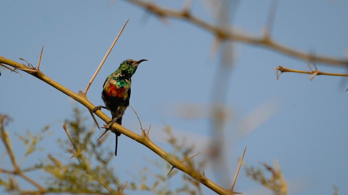 Beautiful Sunbird (Gorgeous) - ML353408941