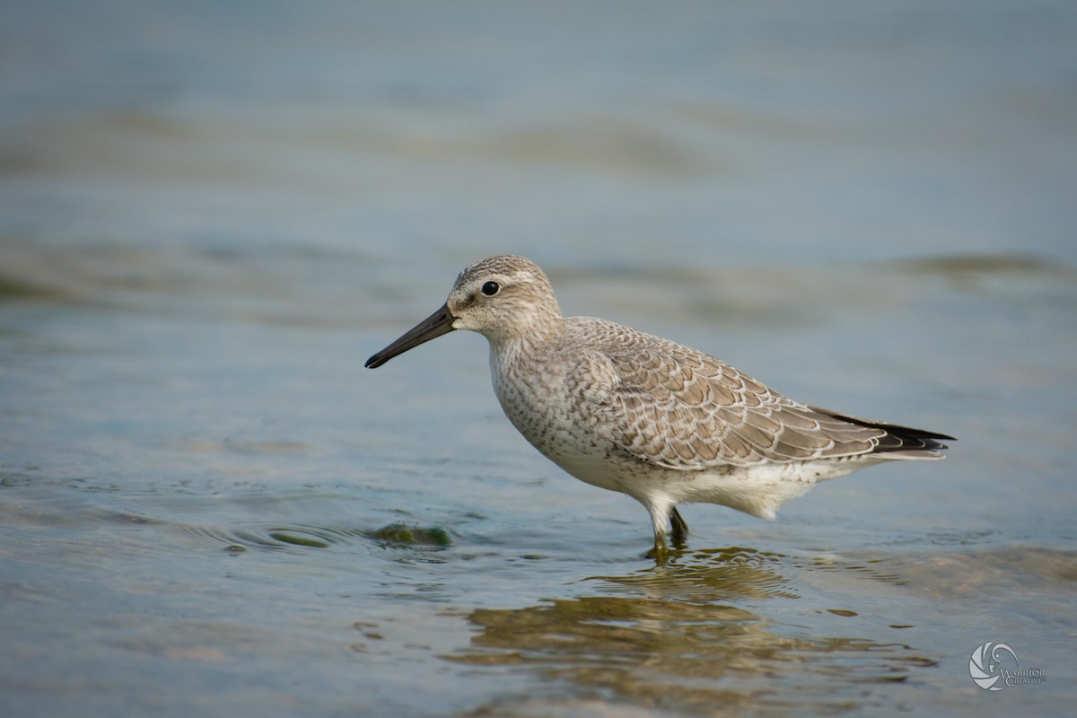 Red Knot - Tyler Ficker