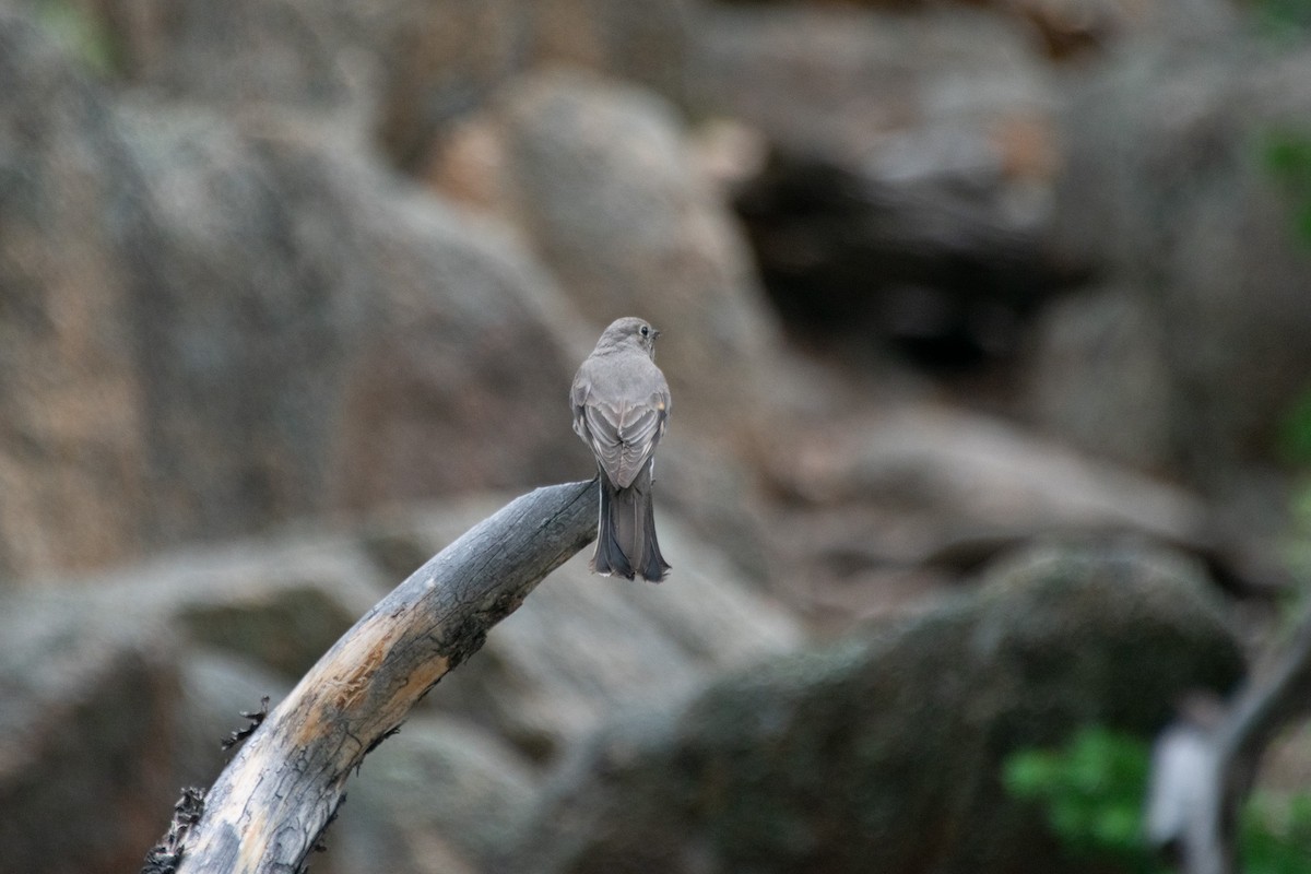 Townsend's Solitaire - ML353410491