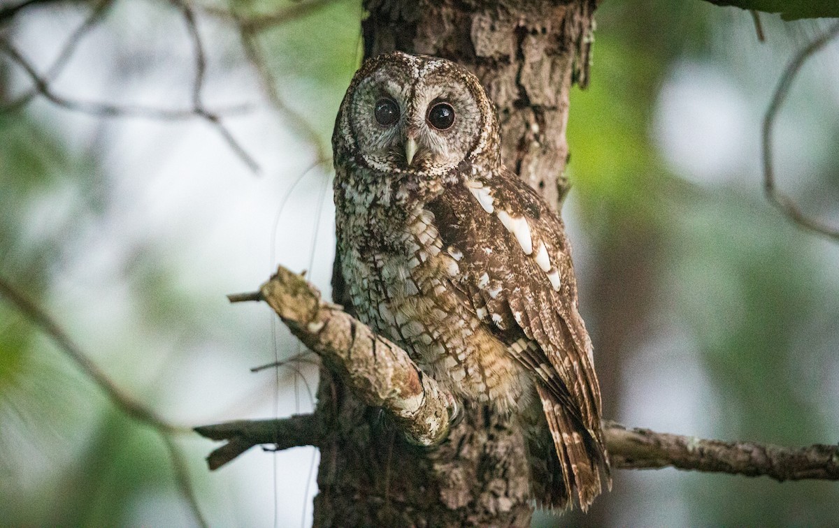 Himalayan Owl - Vinit Bajpai