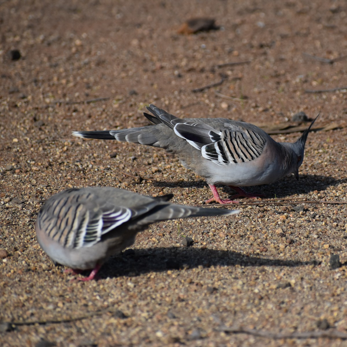 Crested Pigeon - ML353411101