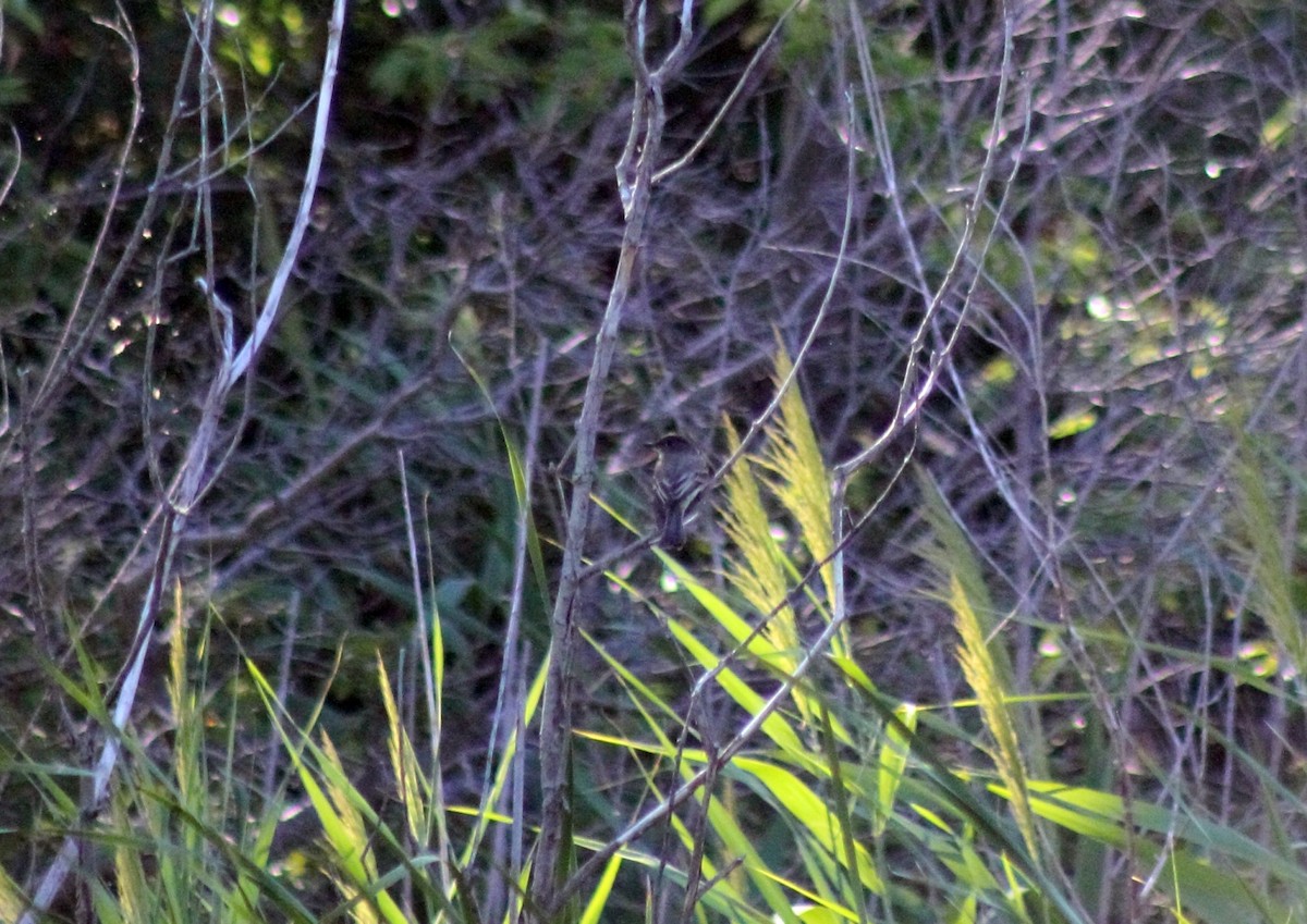 Eastern Phoebe - ML35341201