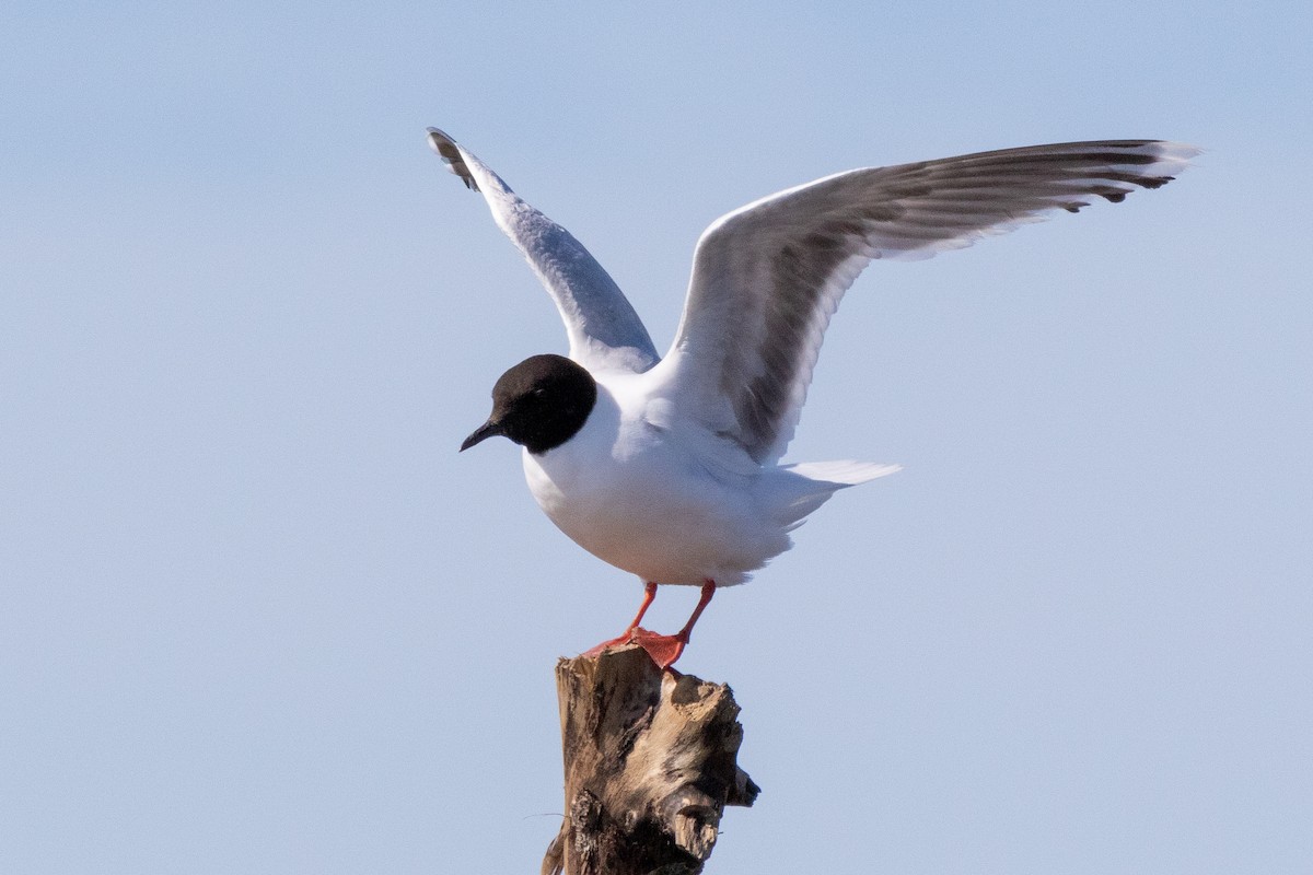 Little Gull - Kurt Miller