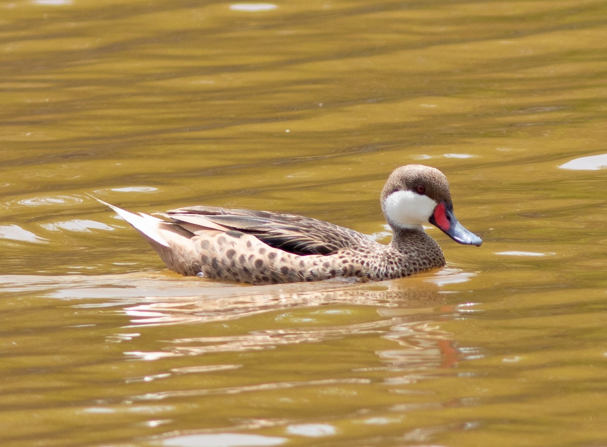 eBird Checklist - 8 Jul 2021 - Frank Pond - 9 species