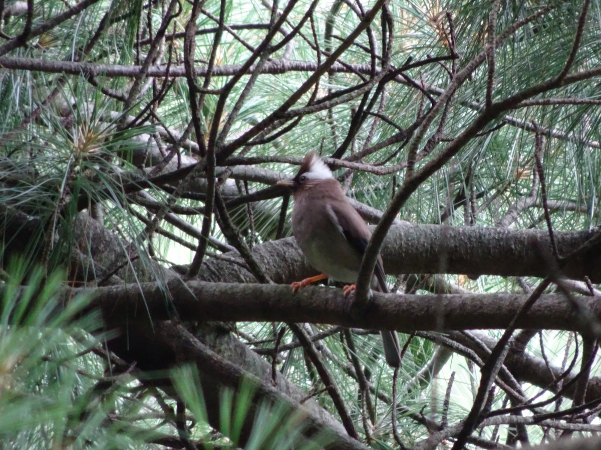 White-collared Yuhina - ML353414911